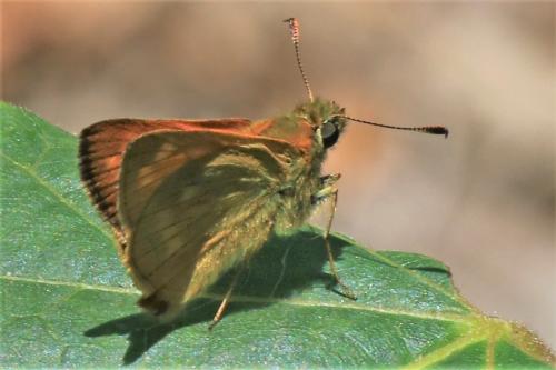 Ochlodes sylvanus